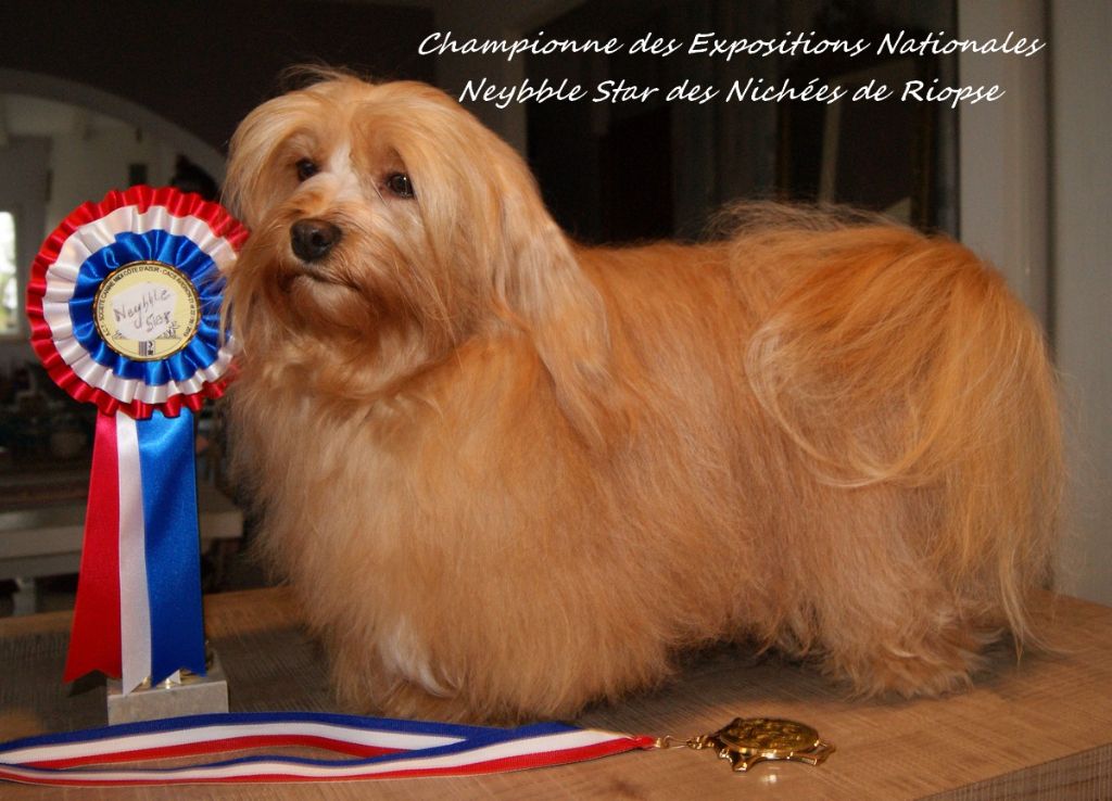 Des Nichées De Riopse - Championne ...