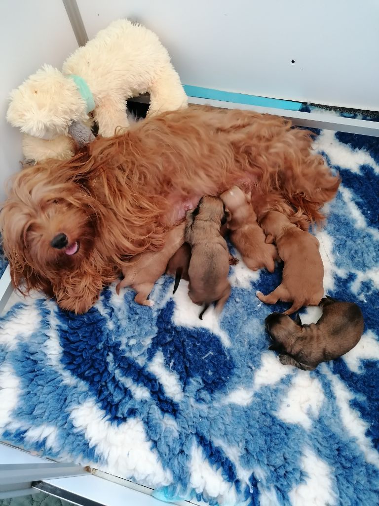 chiot Bichon Havanais Des Nichées De Riopse