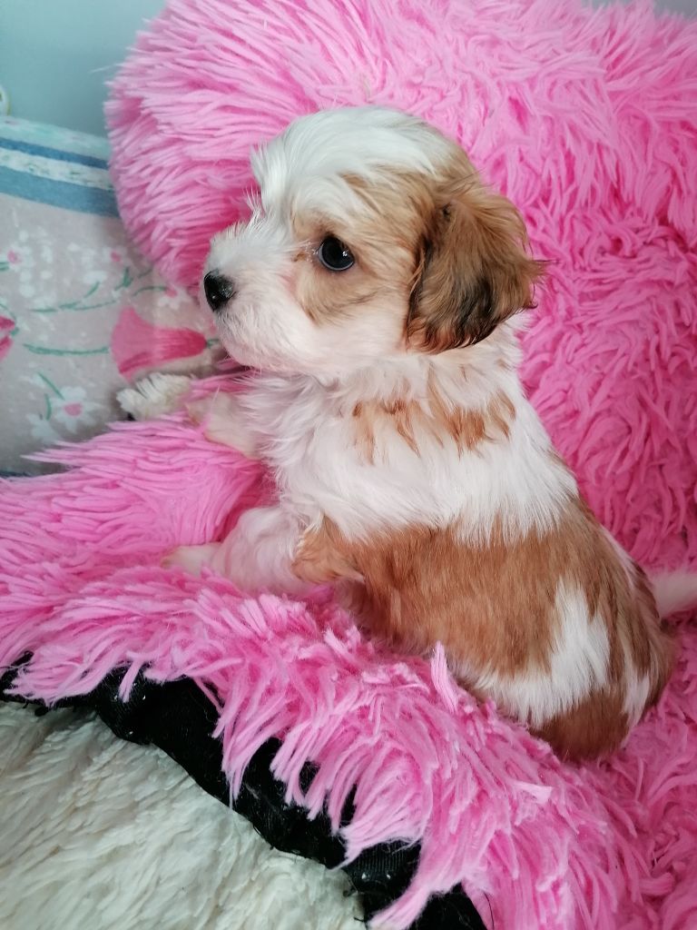 Des Nichées De Riopse - Chiot disponible  - Bichon Havanais