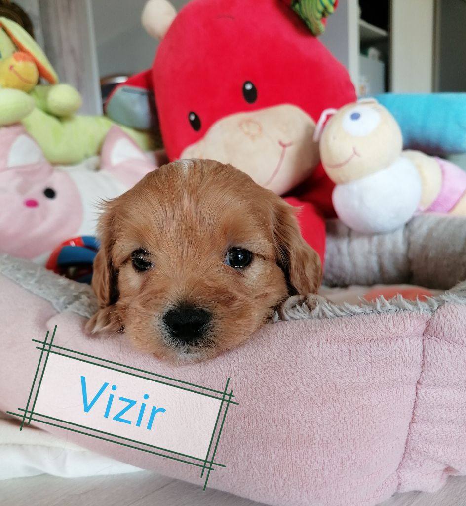 Des Nichées De Riopse - Chiot disponible  - Bichon Havanais