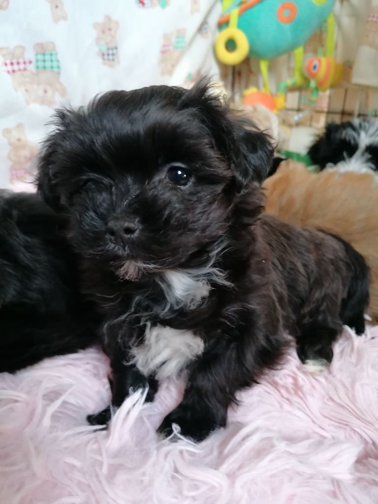 Des Nichées De Riopse - Chiot disponible  - Bichon Havanais