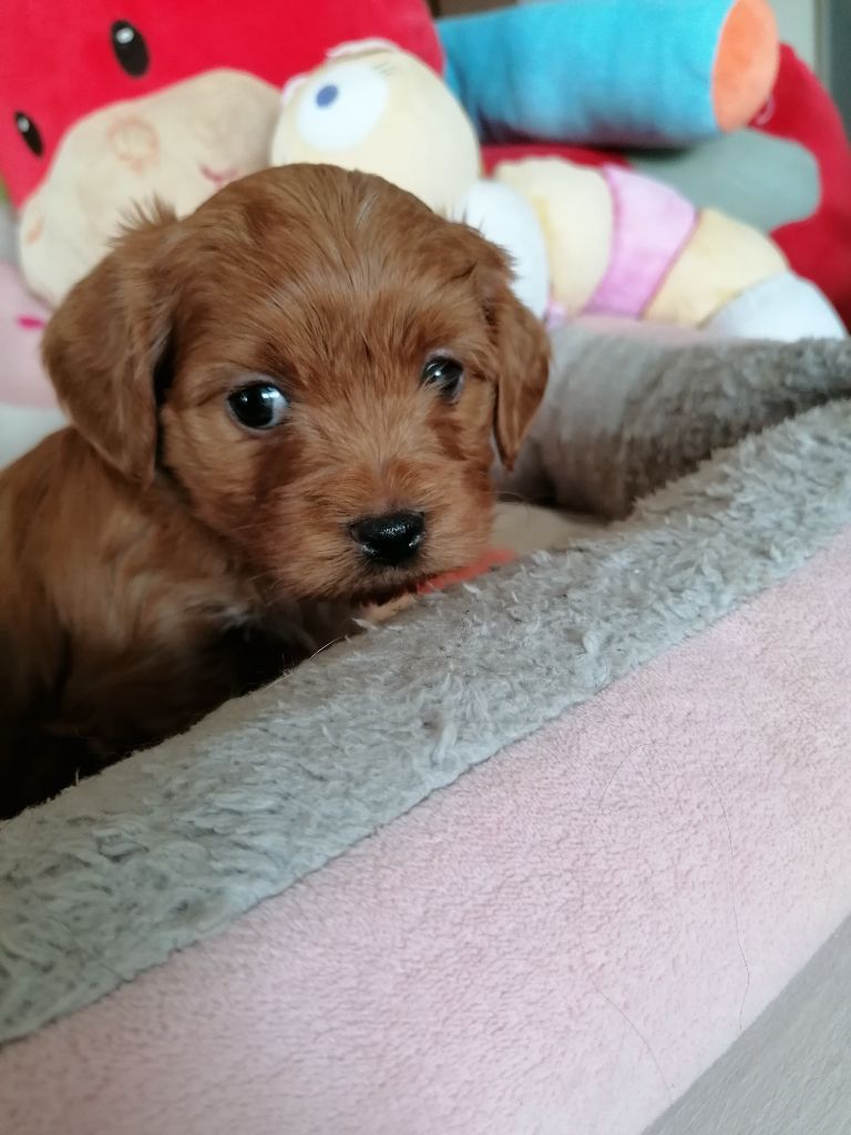 Des Nichées De Riopse - Chiot disponible  - Bichon Havanais