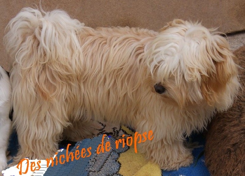 Inette belle Des Nichées De Riopse