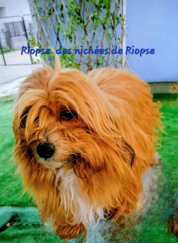 CH. Riopse Des Nichées De Riopse