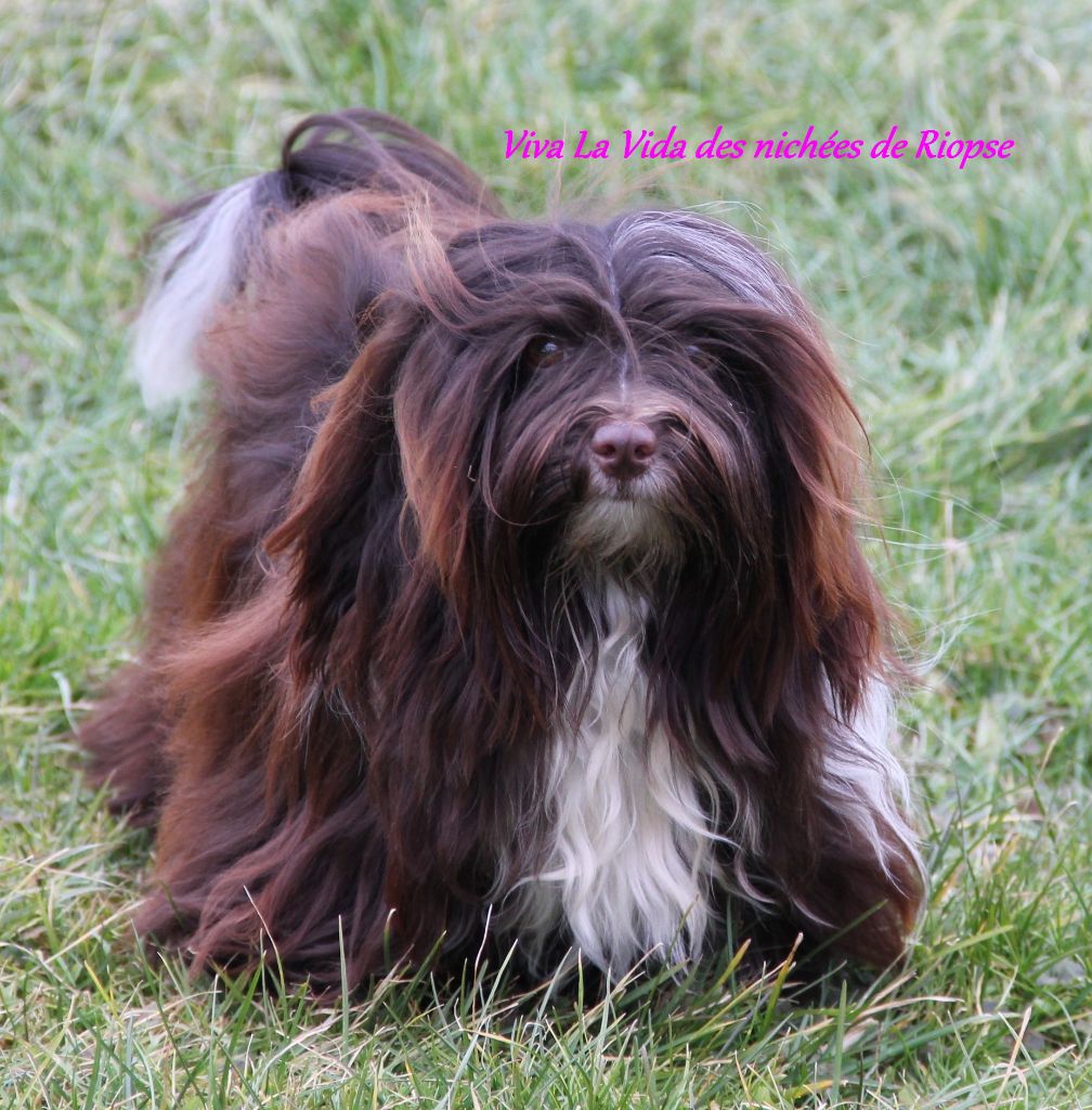 Viva la vida Des Nichées De Riopse