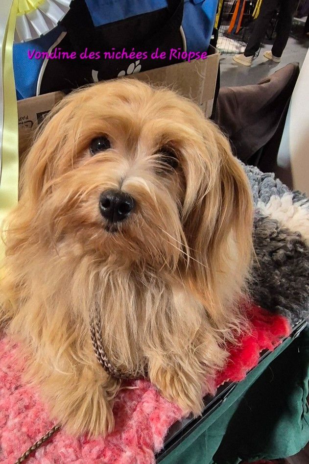 Vondine Des Nichées De Riopse