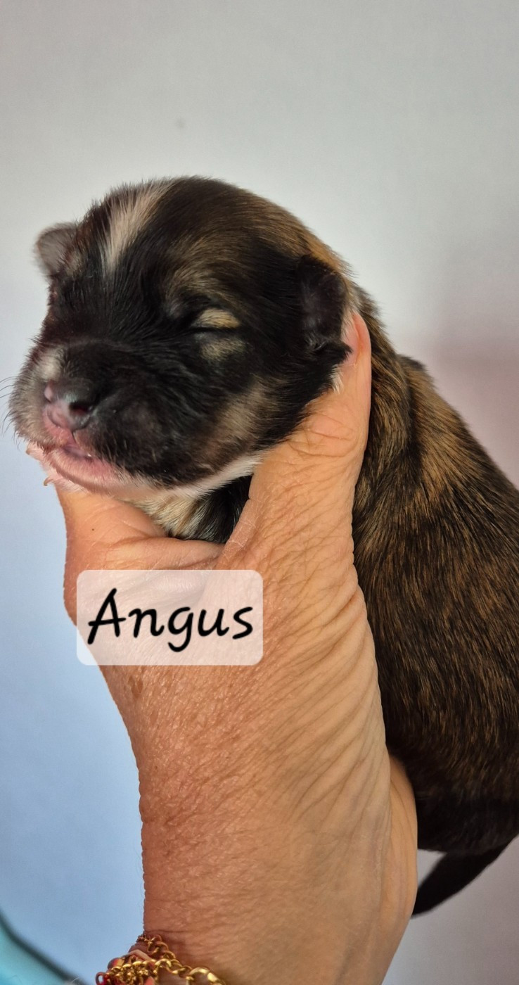 Des Nichées De Riopse - Chiots disponibles - Bichon Havanais