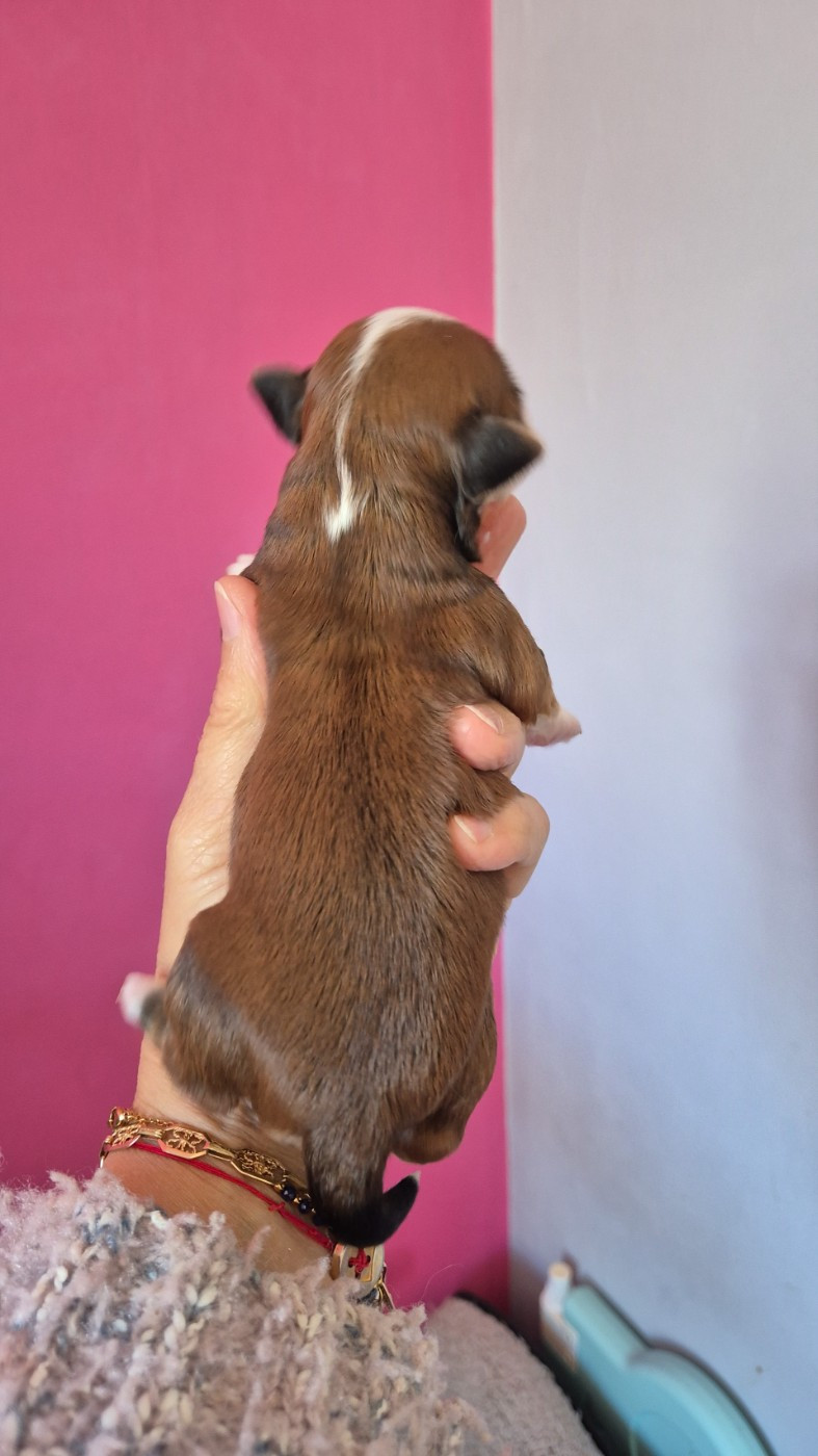 Des Nichées De Riopse - Chiots disponibles - Bichon Havanais