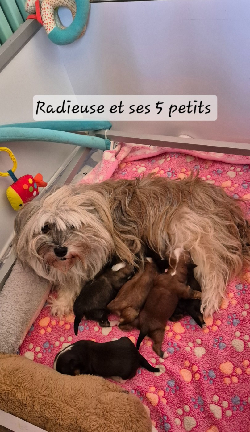 Chiot Bichon Havanais Des Nichées De Riopse