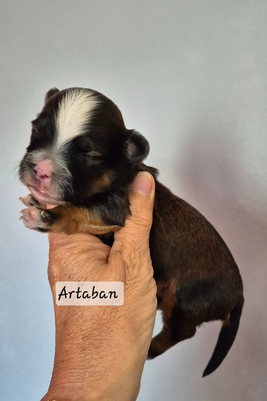 Des Nichées De Riopse - Chiots disponibles - Bichon Havanais