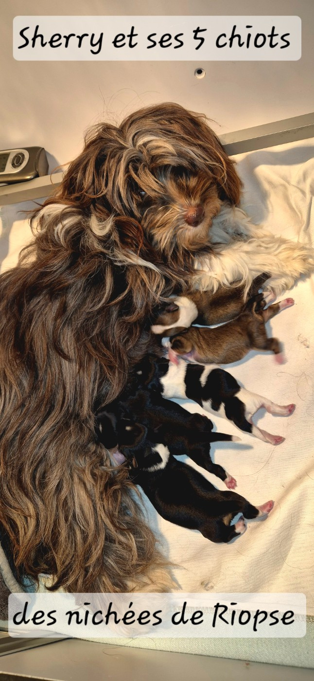 Chiot Bichon Havanais Des Nichées De Riopse
