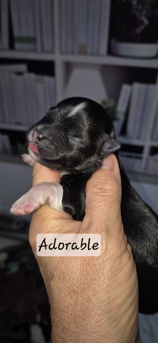 Des Nichées De Riopse - Chiots disponibles - Bichon Havanais