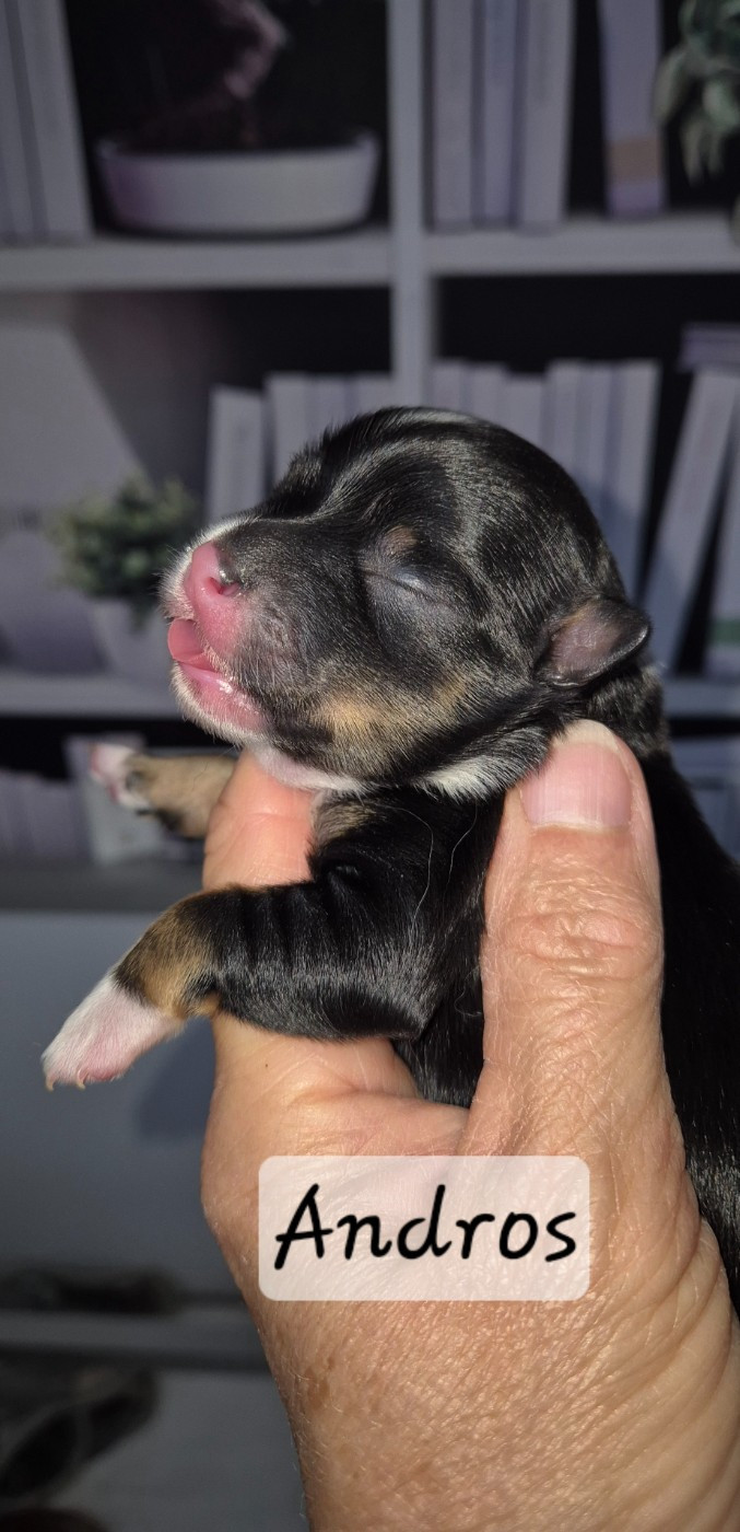 Des Nichées De Riopse - Chiots disponibles - Bichon Havanais