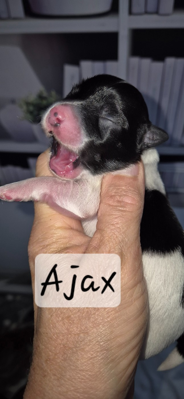 Des Nichées De Riopse - Chiots disponibles - Bichon Havanais