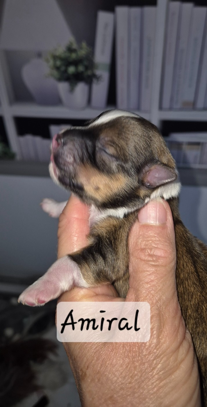 Des Nichées De Riopse - Chiots disponibles - Bichon Havanais