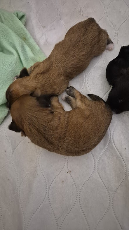 Des Nichées De Riopse - Chiots disponibles - Bichon Havanais