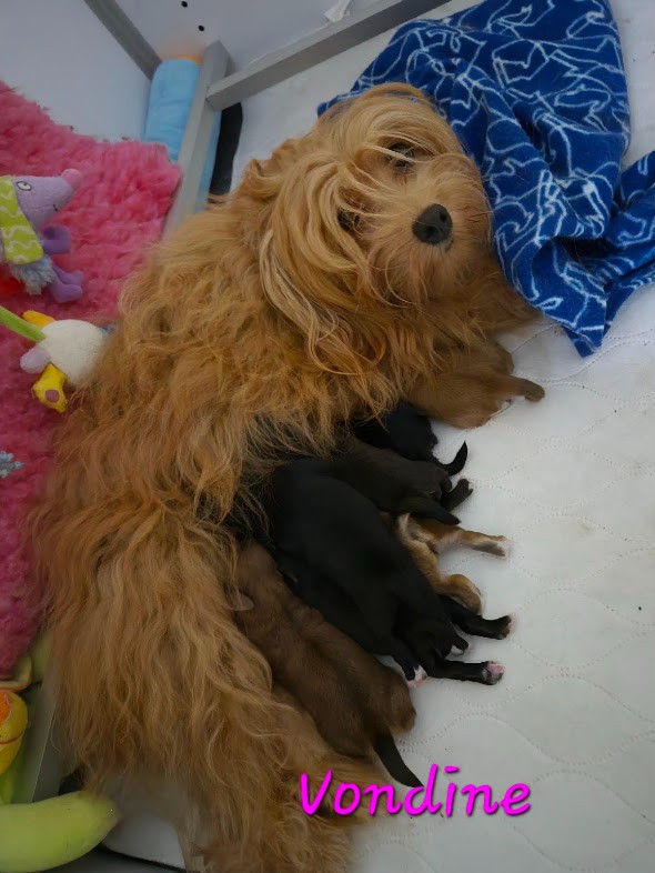 Chiot Bichon Havanais Des Nichées De Riopse