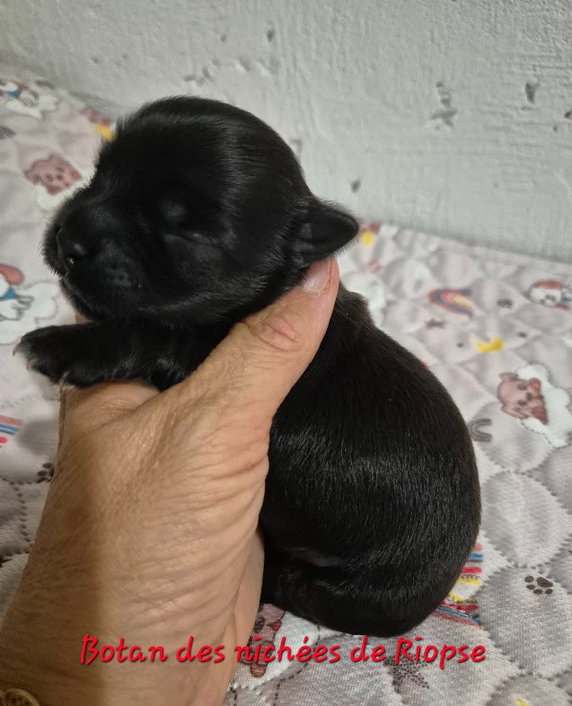 Des Nichées De Riopse - Chiots disponibles - Bichon Havanais