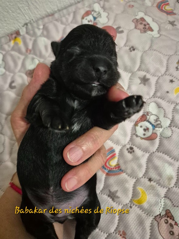 Des Nichées De Riopse - Chiots disponibles - Bichon Havanais