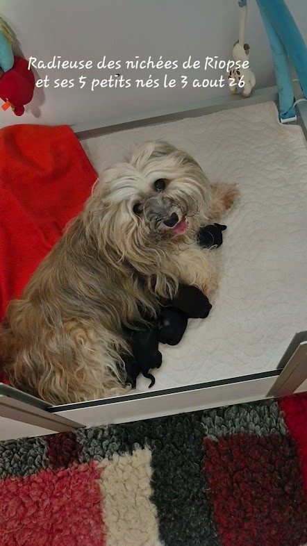 Chiot Bichon Havanais Des Nichées De Riopse