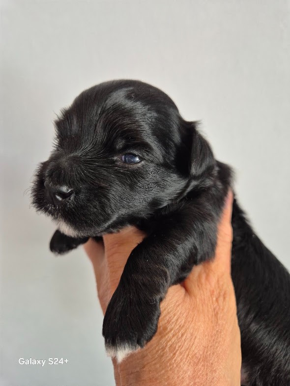 Des Nichées De Riopse - Chiots disponibles - Bichon Havanais