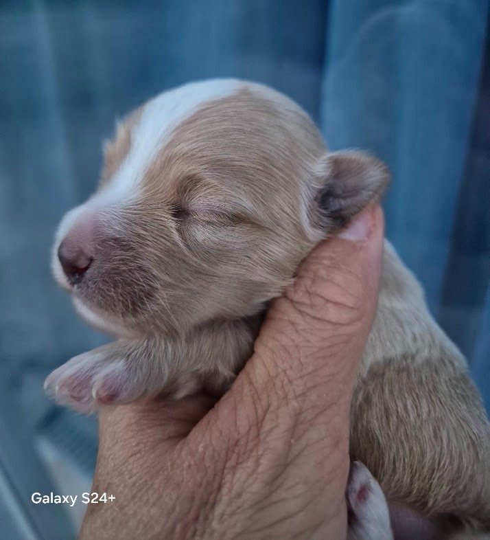 Des Nichées De Riopse - Chiots disponibles - Bichon Havanais