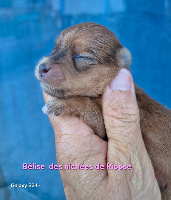 Des Nichées De Riopse - Bichon Havanais - Portée née le 09/08/2026