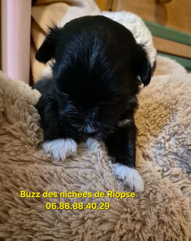 Des Nichées De Riopse - Chiots disponibles - Bichon Havanais
