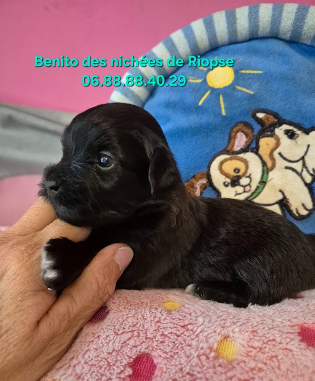 Des Nichées De Riopse - Chiots disponibles - Bichon Havanais