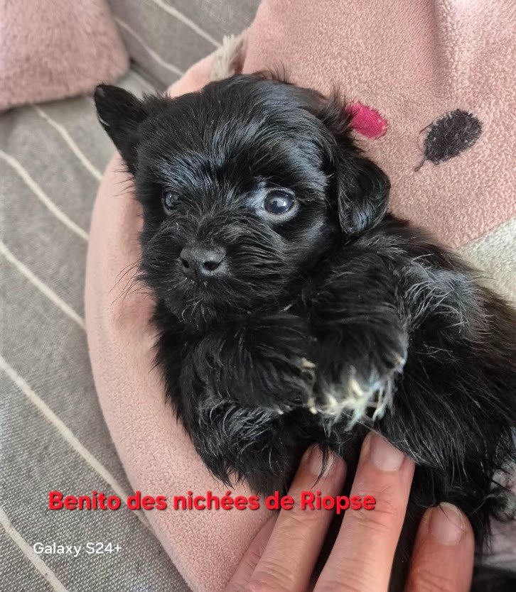 Des Nichées De Riopse - Chiots disponibles - Bichon Havanais