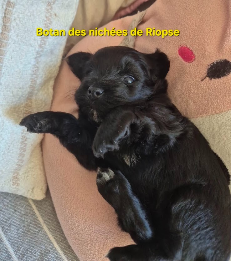Des Nichées De Riopse - Chiots disponibles - Bichon Havanais