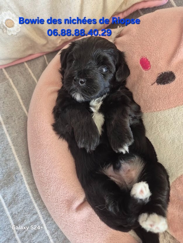 Des Nichées De Riopse - Chiots disponibles - Bichon Havanais