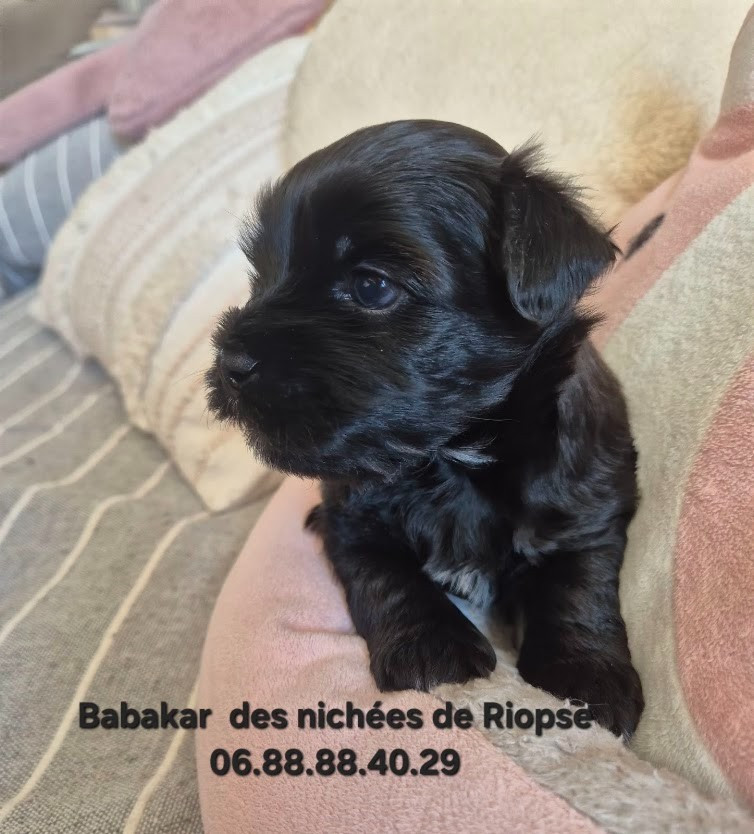 Des Nichées De Riopse - Chiots disponibles - Bichon Havanais