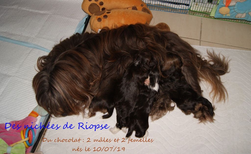 Chiot Bichon Havanais Des Nichées De Riopse
