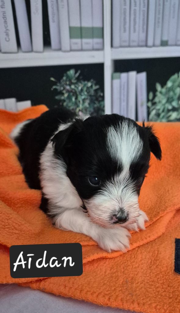 Des Nichées De Riopse - Chiots disponibles - Bichon Havanais