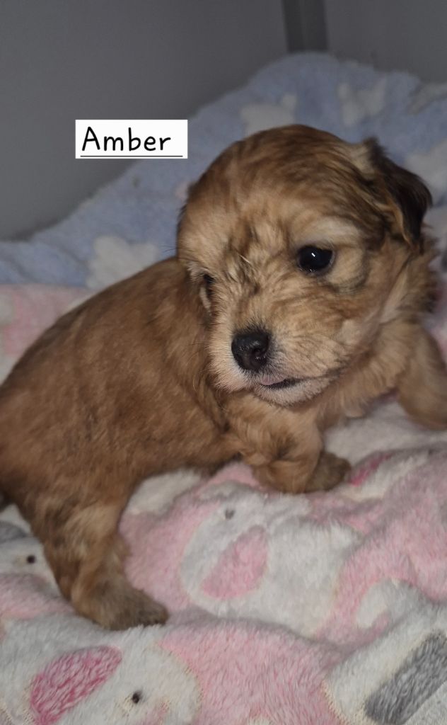 Des Nichées De Riopse - Chiots disponibles - Bichon Havanais