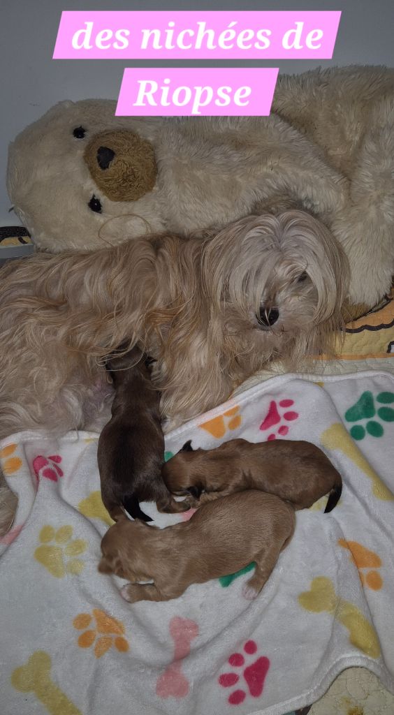 Chiot Bichon Havanais Des Nichées De Riopse