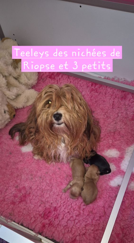 Des Nichées De Riopse - Bichon Havanais - Portée née le 12/07/2025