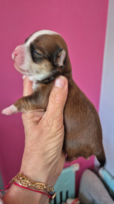 Ann -Saye des nichées de Riopse