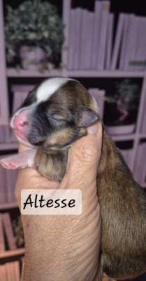 Altesse ... des nichées de Riopse