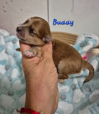 Buddy-Blue des nichées de Riopse