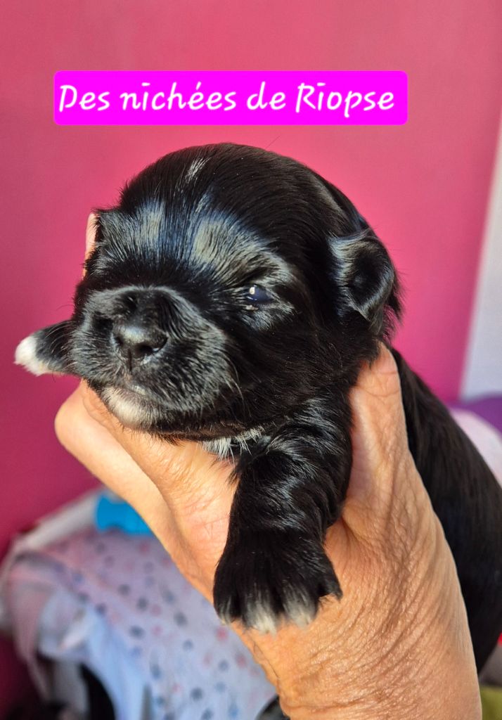 Des Nichées De Riopse - Chiots disponibles - Bichon Havanais