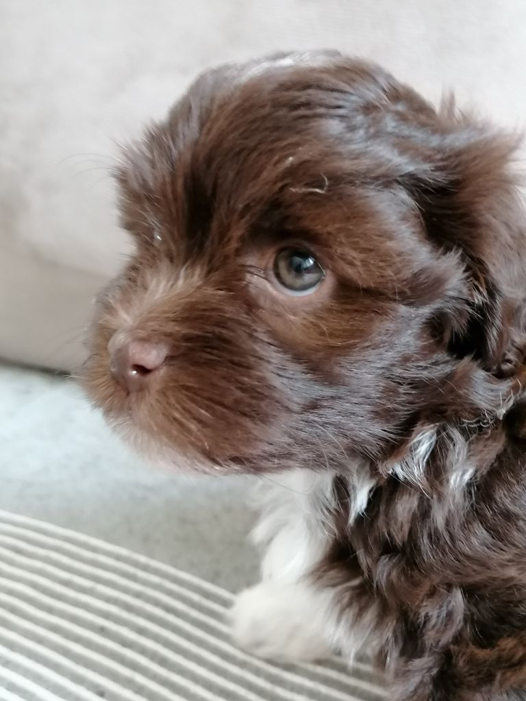 Des Nichées De Riopse - Bichon Havanais - Portée née le 09/05/2022