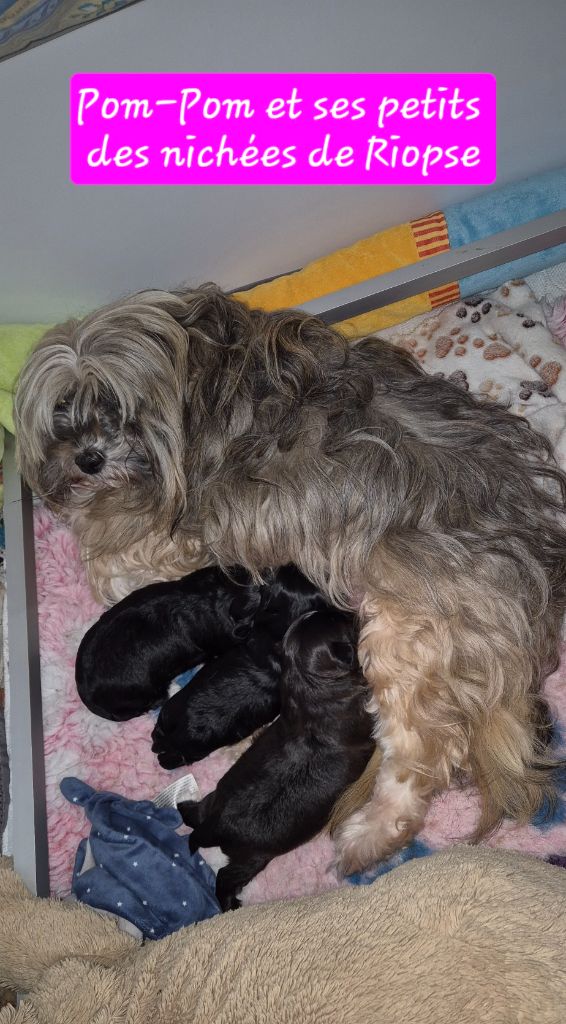 Chiot Bichon Havanais Des Nichées De Riopse