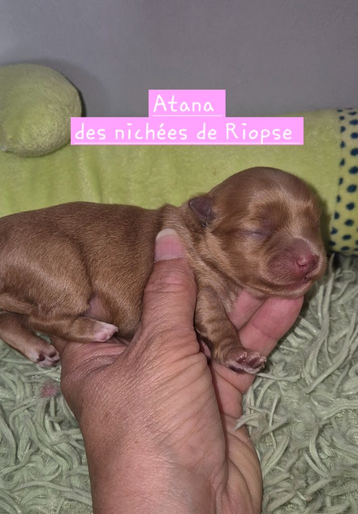 Des Nichées De Riopse - Chiots disponibles - Bichon Havanais