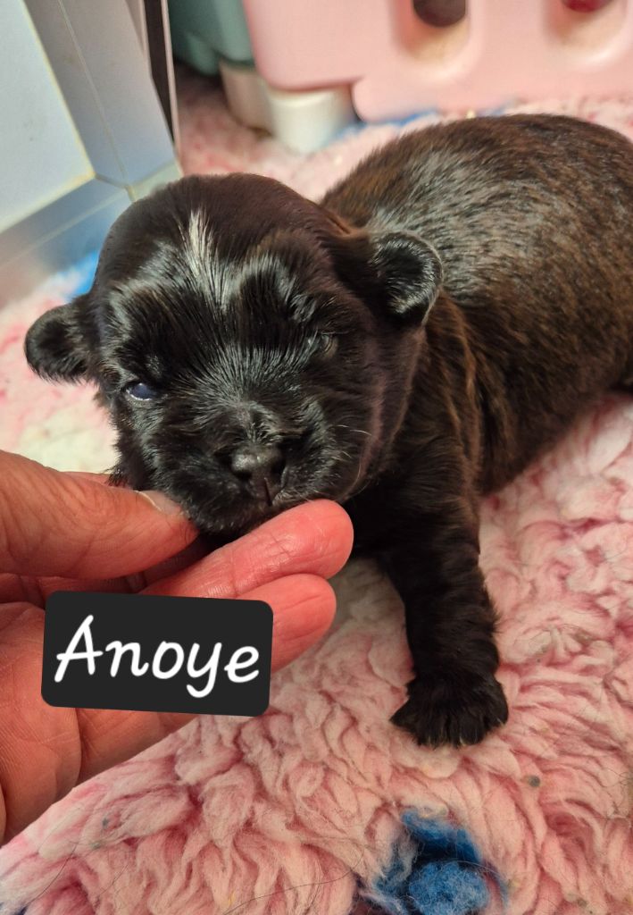 Des Nichées De Riopse - Chiots disponibles - Bichon Havanais