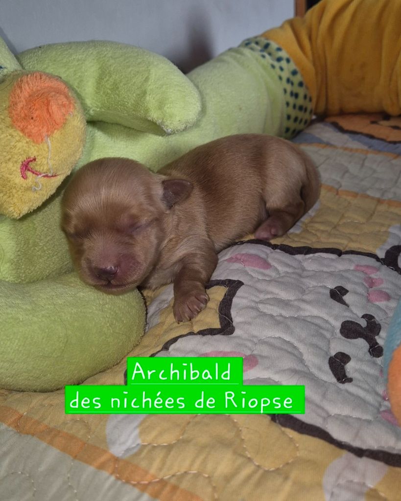 Des Nichées De Riopse - Chiots disponibles - Bichon Havanais