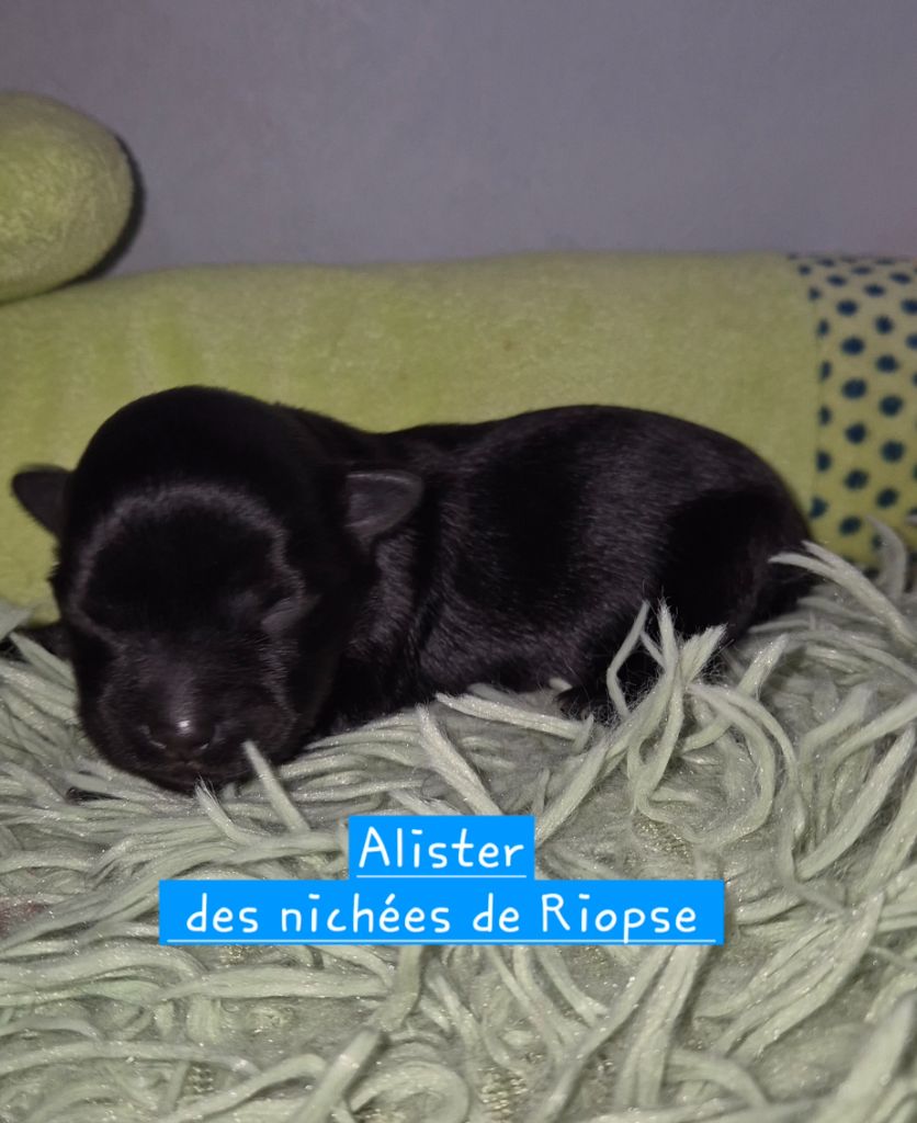 Des Nichées De Riopse - Chiots disponibles - Bichon Havanais