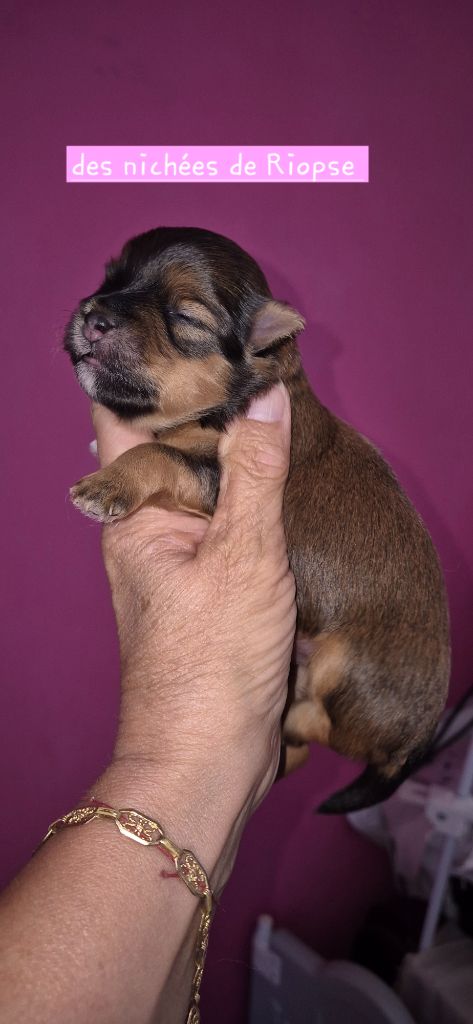 Des Nichées De Riopse - Chiots disponibles - Bichon Havanais