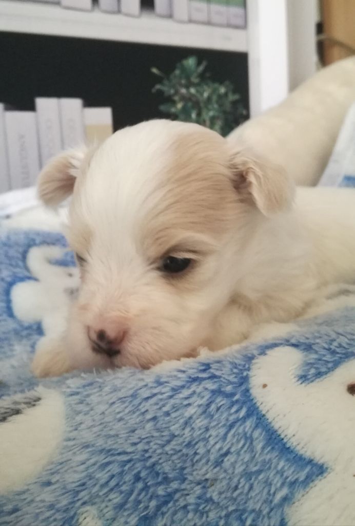 Des Nichées De Riopse - Bichon Havanais - Portée née le 05/05/2020